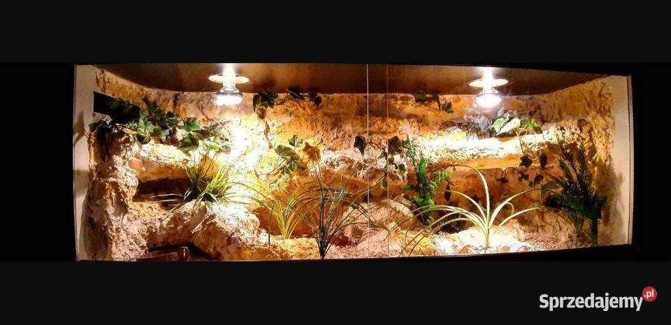 Terrarium pustynne gekona lamparciego żółwia warmińsko-mazurskie Ostróda
