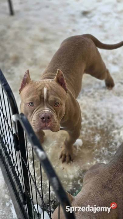 Szczeniaki American Bully Pocket Pozostałe Zakopane sprzedam