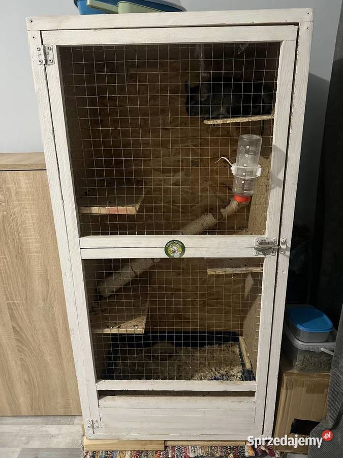 Sprzedam szynszyle samiec i samica Jastrzębie-Zdrój