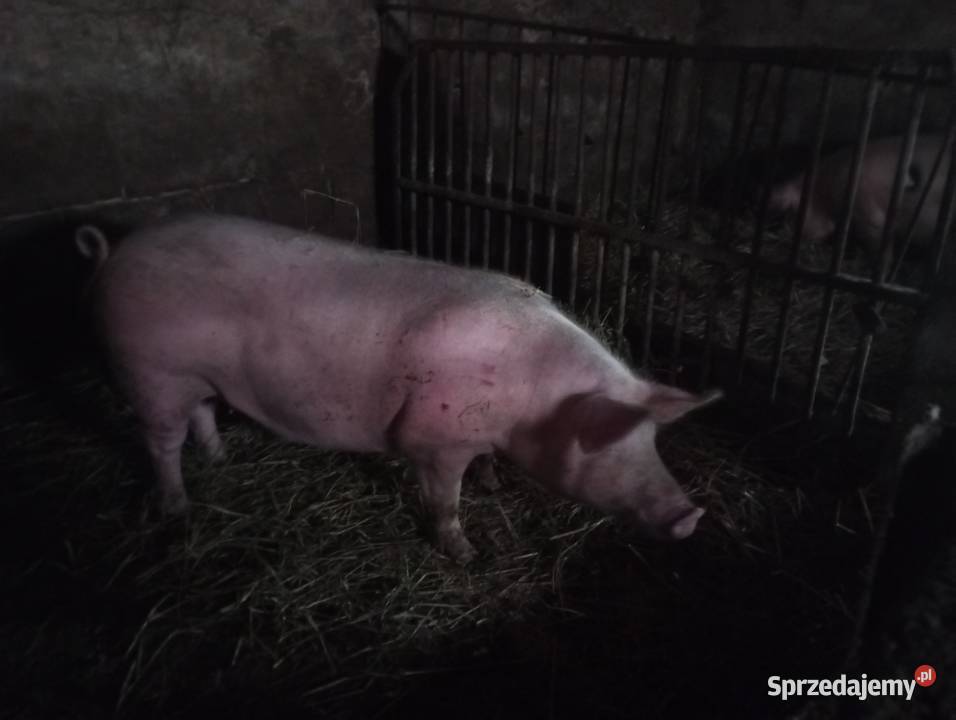 Loszka pod zaproszenie Golub-Dobrzyń