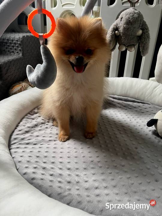 Szpic miniaturowy Pomeranian ORANGE