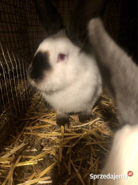 Krolik Kalifornia Puńców sprzedam