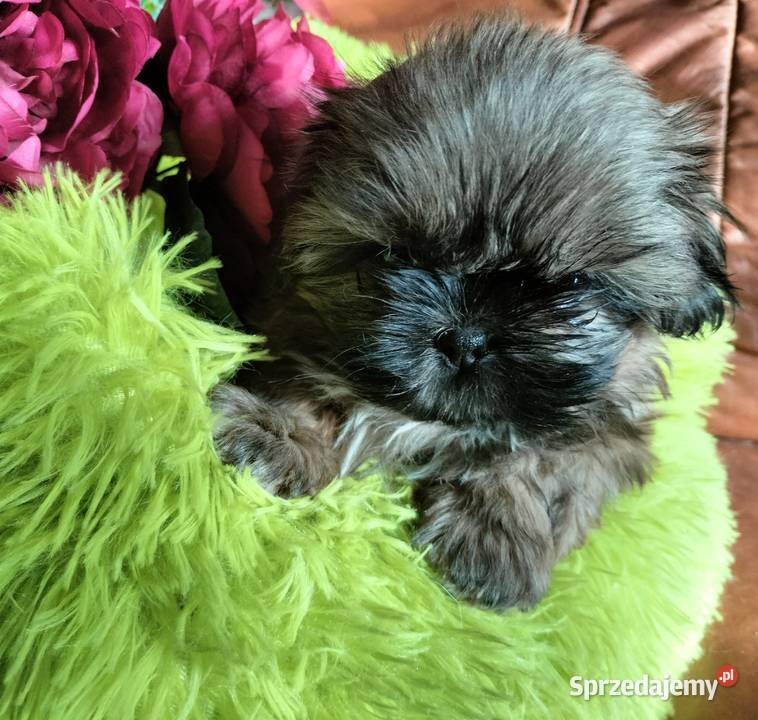 Shih tzu FCI dolnośląskie Wałbrzych sprzedam