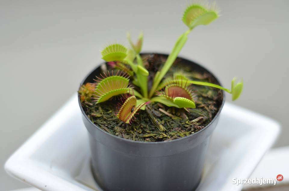 Dionaea muscipula tajemnicy pułapek elegancję Bronków sprzedam