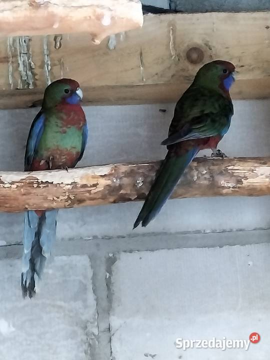 rozelle podkarpackie Krosno