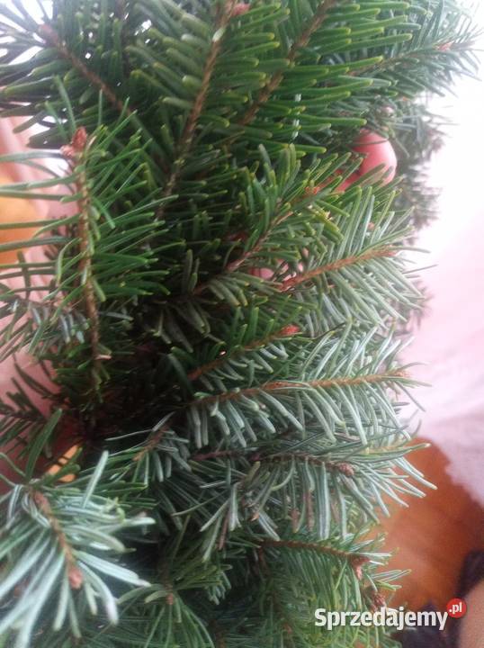 Wianki z jedliny Ropa