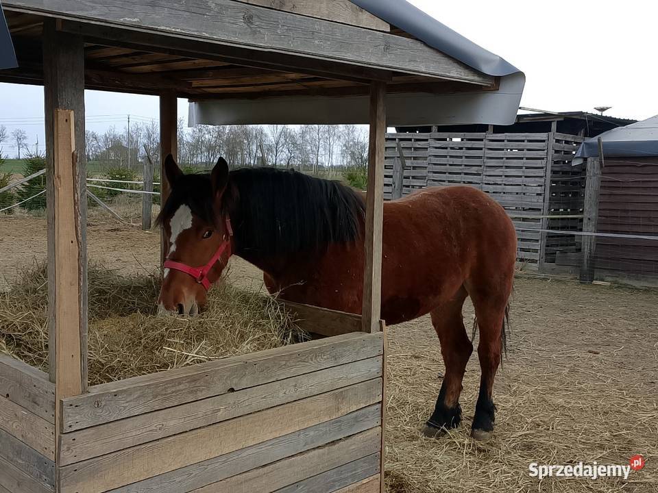 Klacz zimnokrwista Dyblin