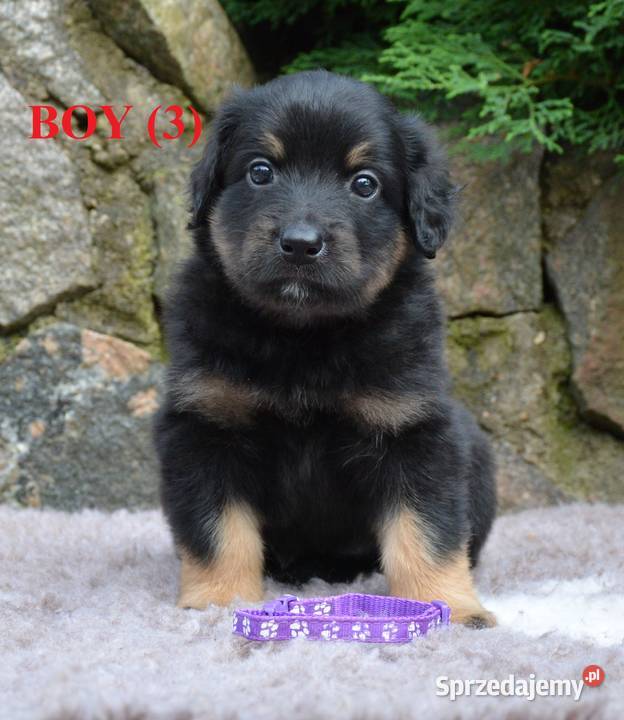 oferujemy szczenięta hovawarta z renomowanego