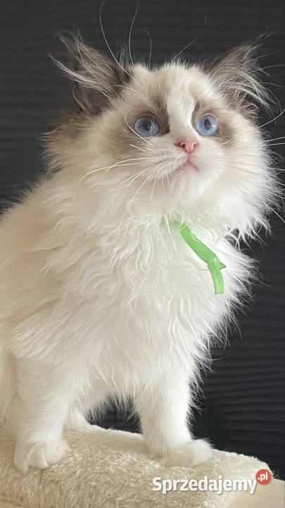 Kocurek Ragdoll rodowód FIFE