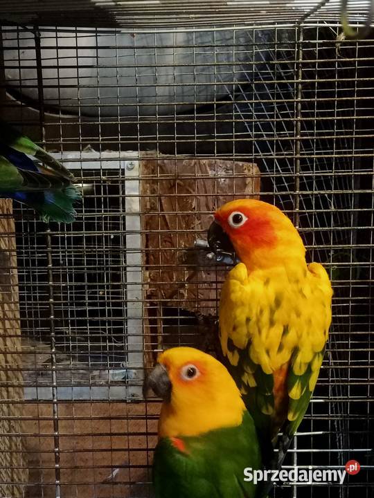 Papugi konury nimfy i inne pomorskie Brusy