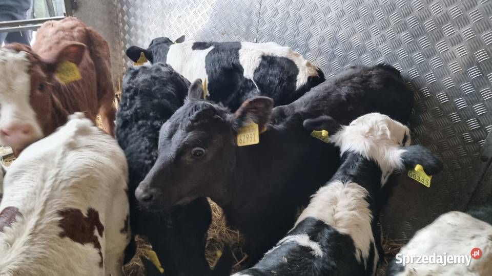 sprzedam cielaki byczki mięsne POLSKIE