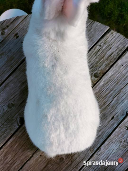 Wiedeński biały samiec Wb Poddębice