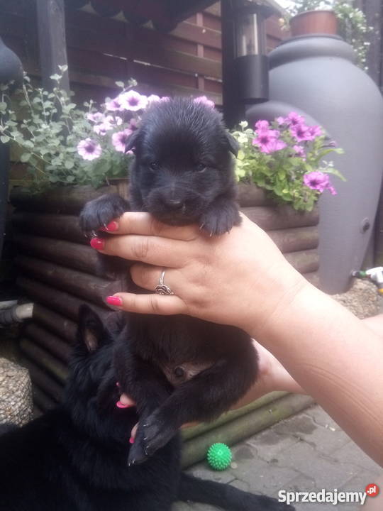 Owczarek Belgijski Groenendael Wrocław sprzedam