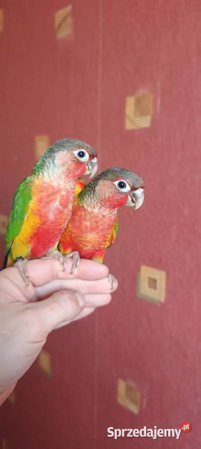 Ręcznie karmione rudosterki z papierami fajnie Tychy