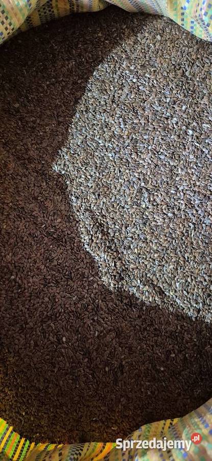 Siemię lniane z lnu włóknistego Putnowice Wielkie