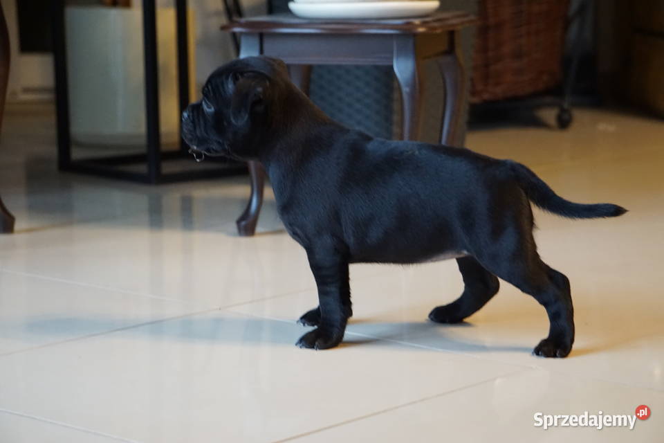 Suczka rasy Staffordshire Bull Terrier z Aleksandria