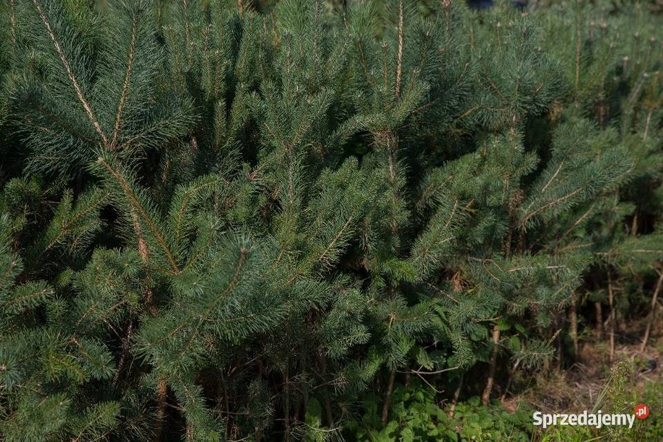 Sosna zwyczajna Pinus sylvestris wys 100110