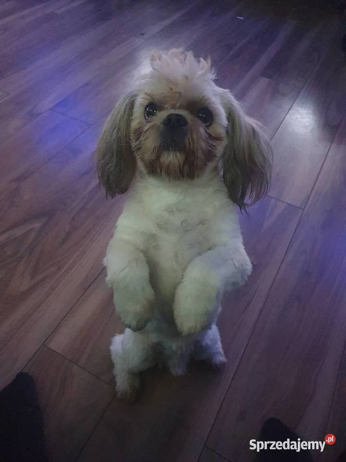 Piesek z METRYKĄ I chipem ostatni Stargard sprzedam