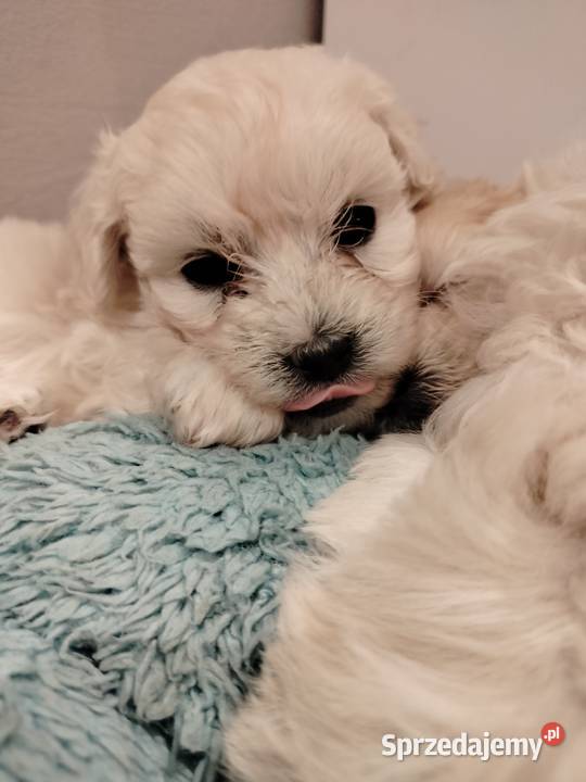 Maltipoo F1 xs sprzedam