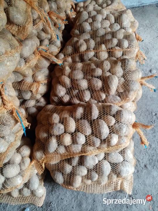 Ziemniaki jadalne odmiana Soraya