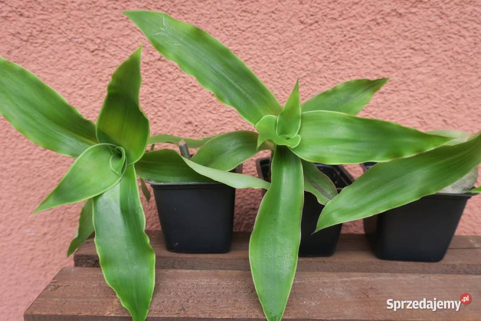 Złoty wąs Callisia Fragrans Pruszków