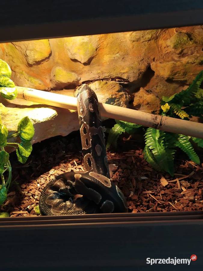 Pyton królewski z terrarium śląskie Rybnik