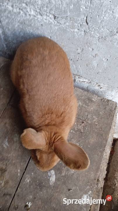 Sprzedam królika samice nowozelandzko Rabiany