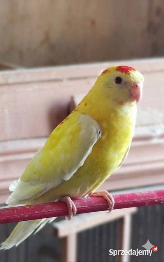 Świergotki Rąbień AB