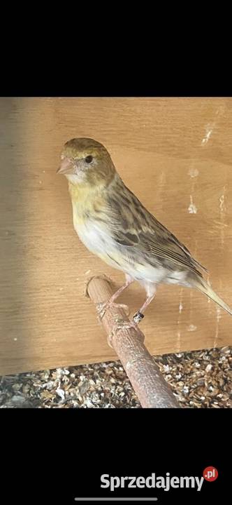 Papugi nlfaliste Tylmanowa