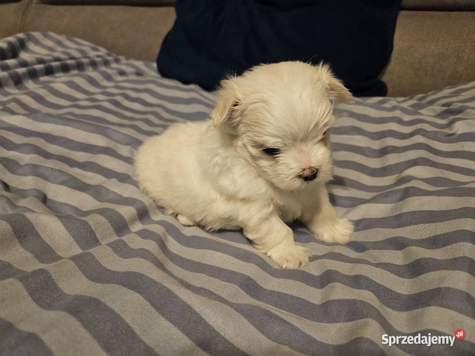 Suczka samiec rasy maltańczyk ur 25112025 gotowe Bielsko-Biała sprzedam