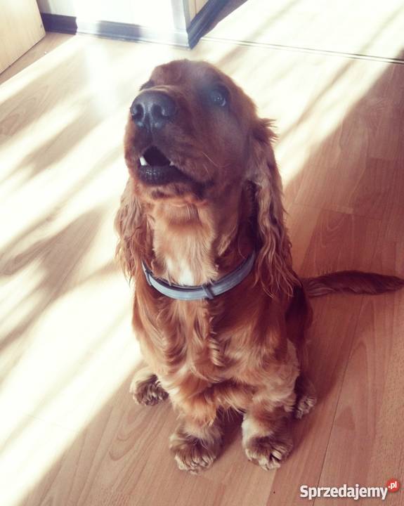 Reproduktor Cocker Spaniel Psy Mińsk Mazowiecki