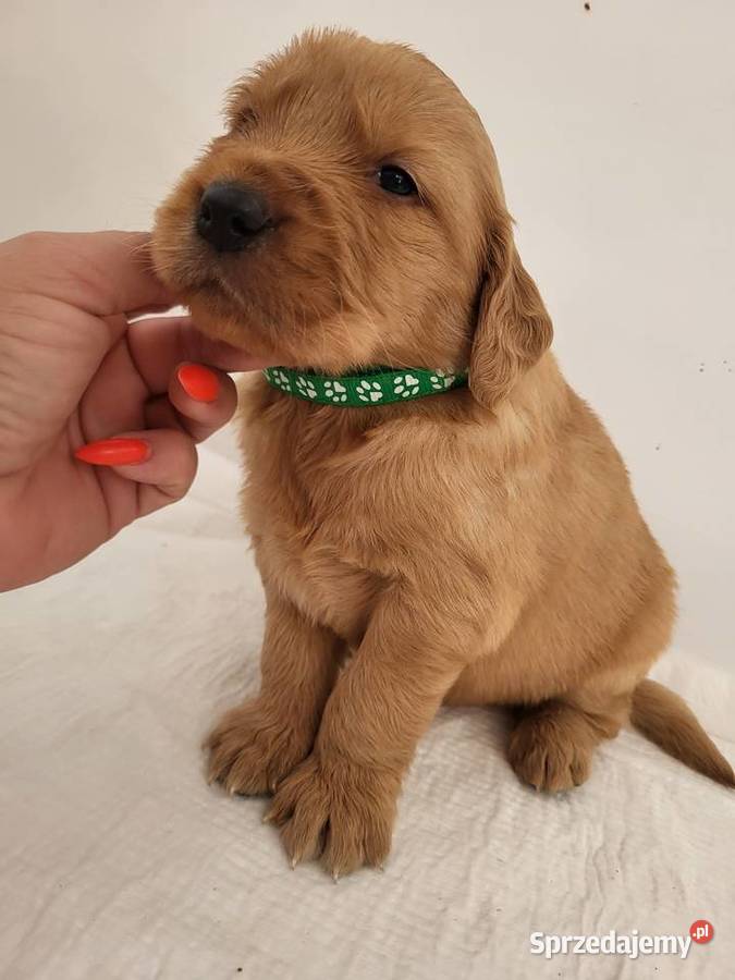 Chłopaki Golden retriever ciemno złote maluszki