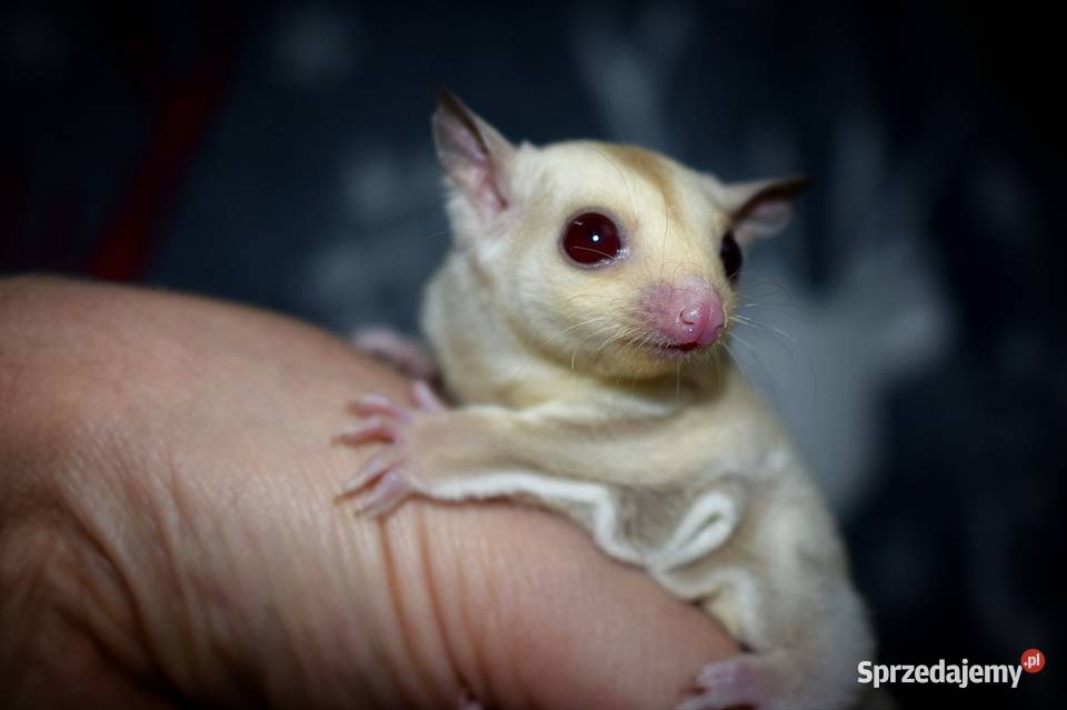 Lotopakanka lotopałanki sugar glider dolnośląskie Wrocław