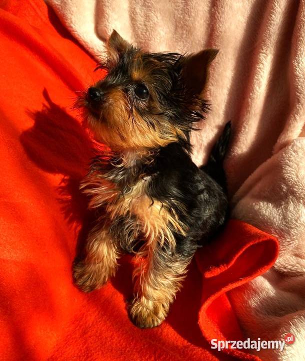Alutka i siostry Yorkshire Terrier czekają na Oława