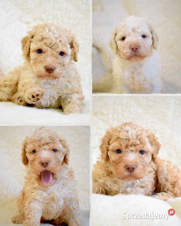 Lagotto Romagnolo Lipno