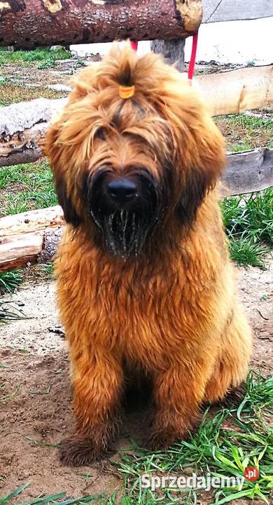 Briard rezerwacja szczeniąt ZKwP FCI 2020 Opole