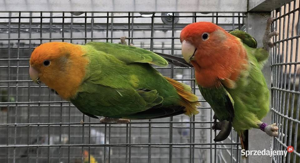 Nierozłączka czerwonoczelna młoda do oswojenia i Ptaki Wrocław