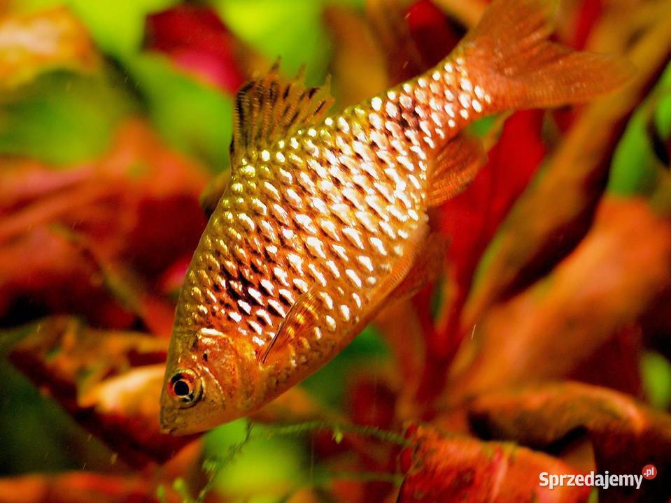 Brzanka różowa Pethia conchonius Barbus Gdańsk