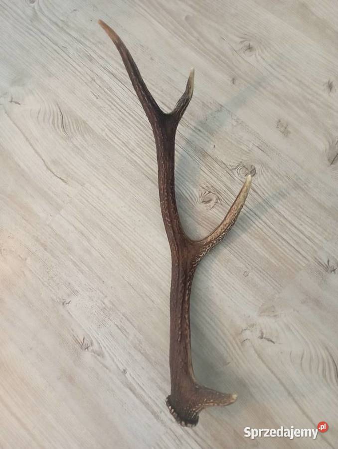 poroże jelenia Częstochowa sprzedam