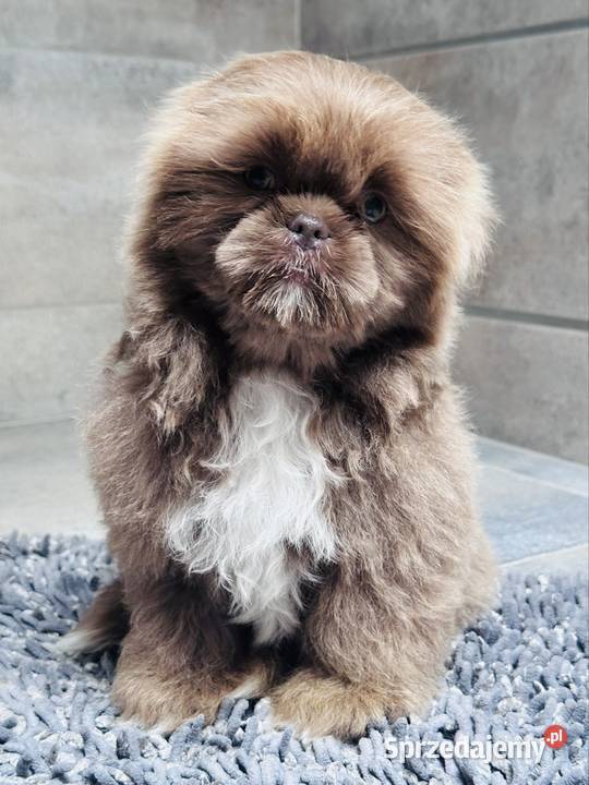 Shih Tzu piesek Monti Kościelec