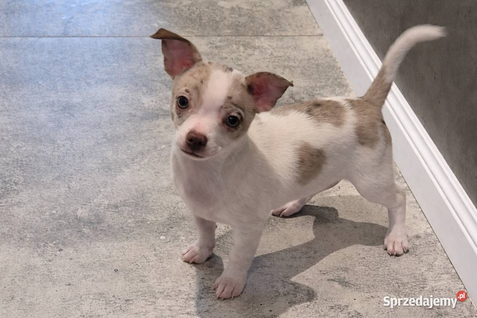 Chihuahua piesek merle z biały Wrocław