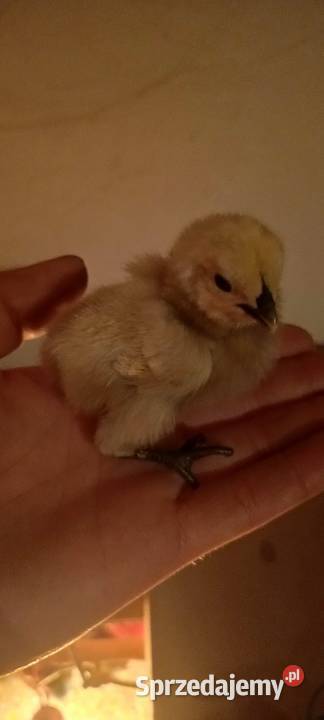 Kury Ayam Cemani czarne i białe Jastrzębie-Zdrój sprzedam