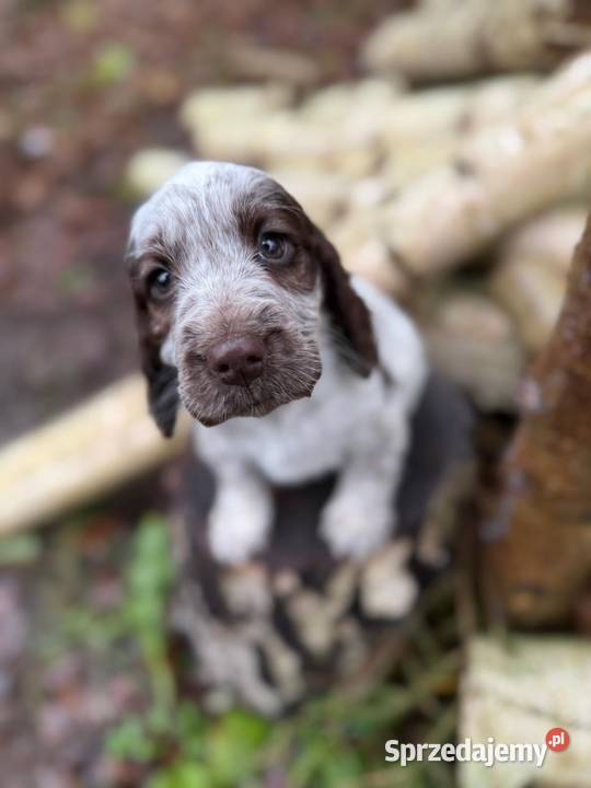 Jedyna taka Wyjątkowa sunia Cocker Spaniel śląskie