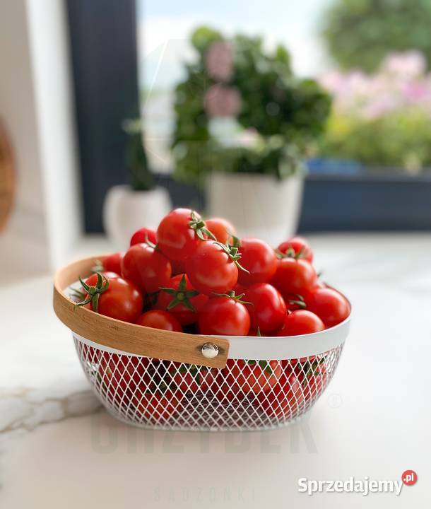 Sadzonki pomidorów koktajlowych TUDOR F1 rozsada Pozostałe Jelenia Góra