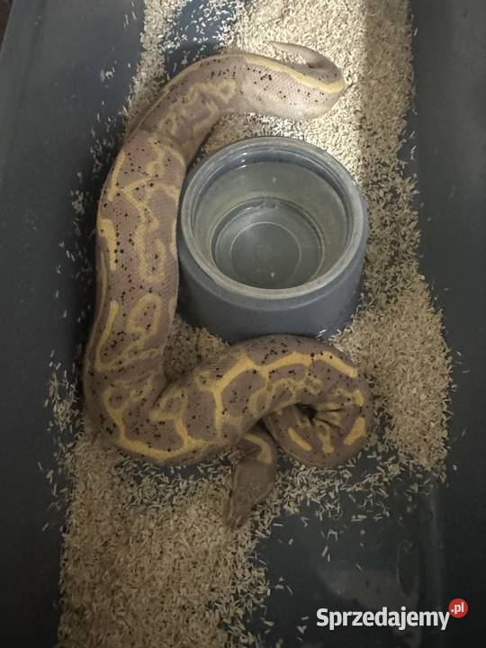 Sprzedam zamienię pomorskie