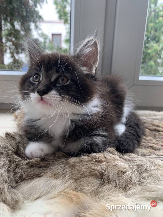 Maine Coon Kocur Czarno Biały Wybitne Warszawa