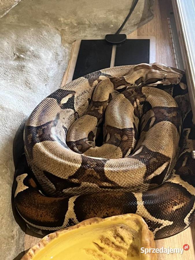Boa Dusiciel terrarium Boa Constrictor Imperator Dobrów sprzedam