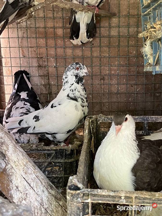 Sprzedam gołębie ozdobne Czółna