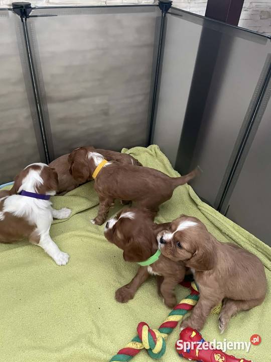 Cavusie szukają domku mazowieckie