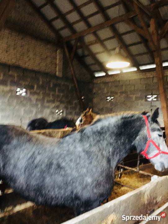 Do sprzedania klacz percheron Dalnia